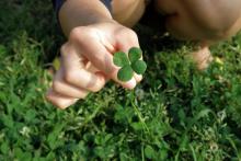 Image of person picking a four leaf clover